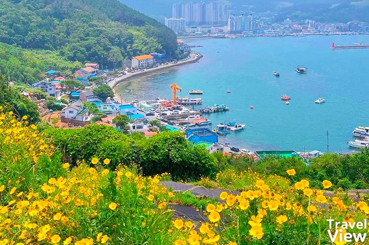 한국에서 2번째로 큰 섬에서 볼 수 있는 흔한 풍경.jpg 6 image 1399174171623218944327