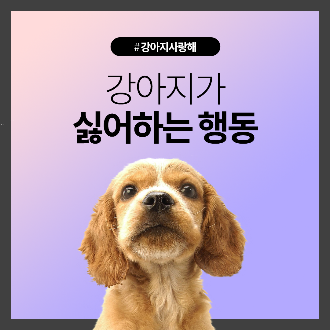 강아지가 싫어하는 행동 멈춰! : 네이버 포스트