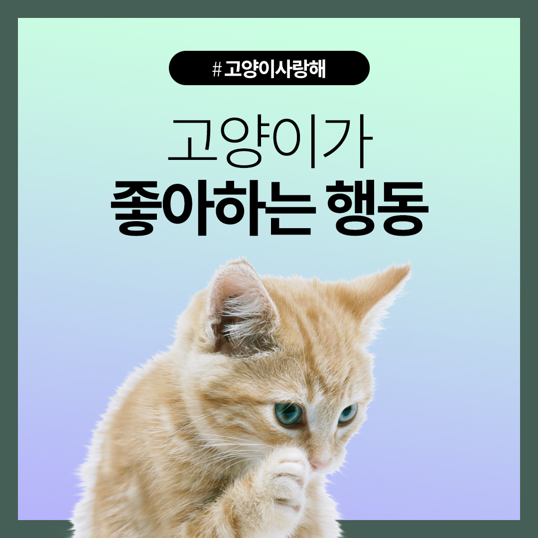 고양이가 좋아하는 행동 집사라면 필수! : 네이버 포스트