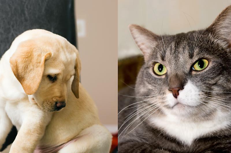 고양이상 Vs 강아지상. 당신의 취향은? 스타들로 알아보는 매력적인 얼굴의 특징! : 네이버 포스트