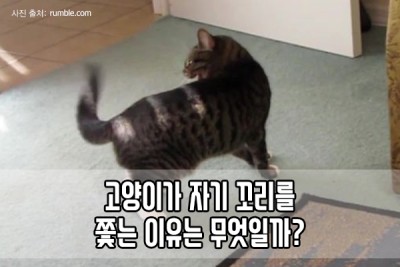 고양이가 자기 꼬리를 쫓는 이유는 무엇일까? : 네이버 포스트