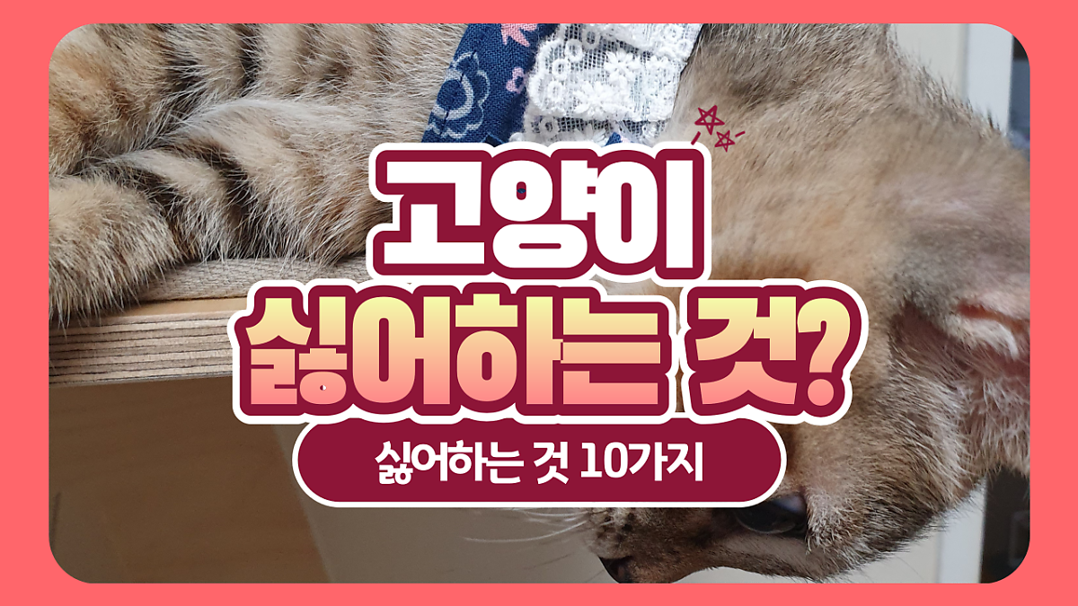 고양이가 싫어하는 것 10가지?'이것'하면 화낼 수도! : 네이버 포스트