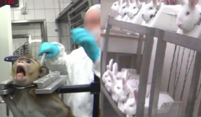 약 2억 마리' 한 해 동안 인간을 위해 죽어가는 동물의 수 : 네이버 포스트 약 2억 마리' 한 해 동안 인간을 위해 죽어가는 동물의 수 : 네이버 포스트