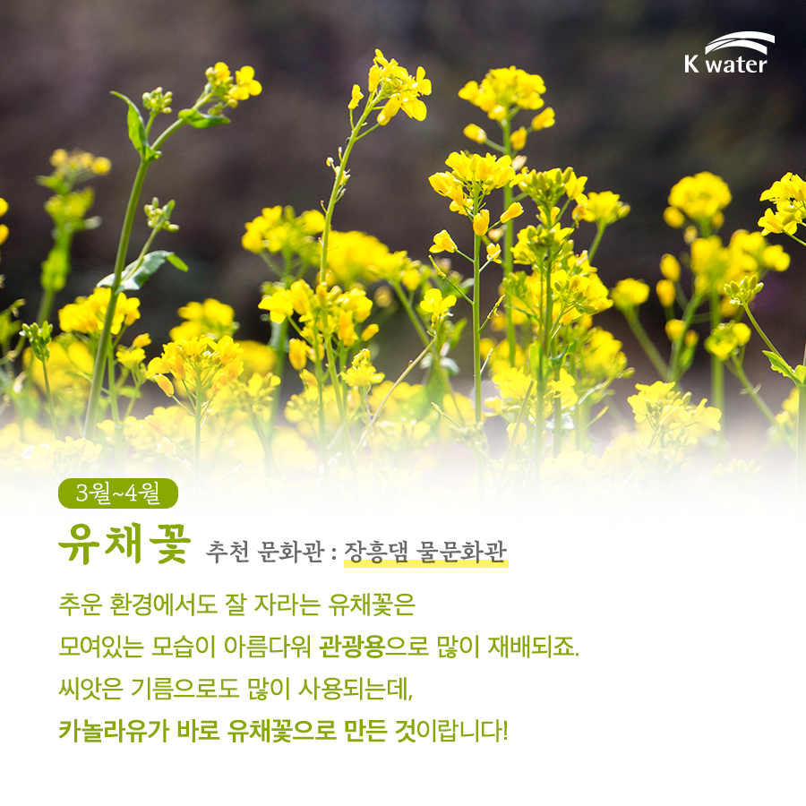 봄 내음 가득~봄이 왔어요, 아름다운 봄 꽃 미리 만나봄! : 네이버 포스트