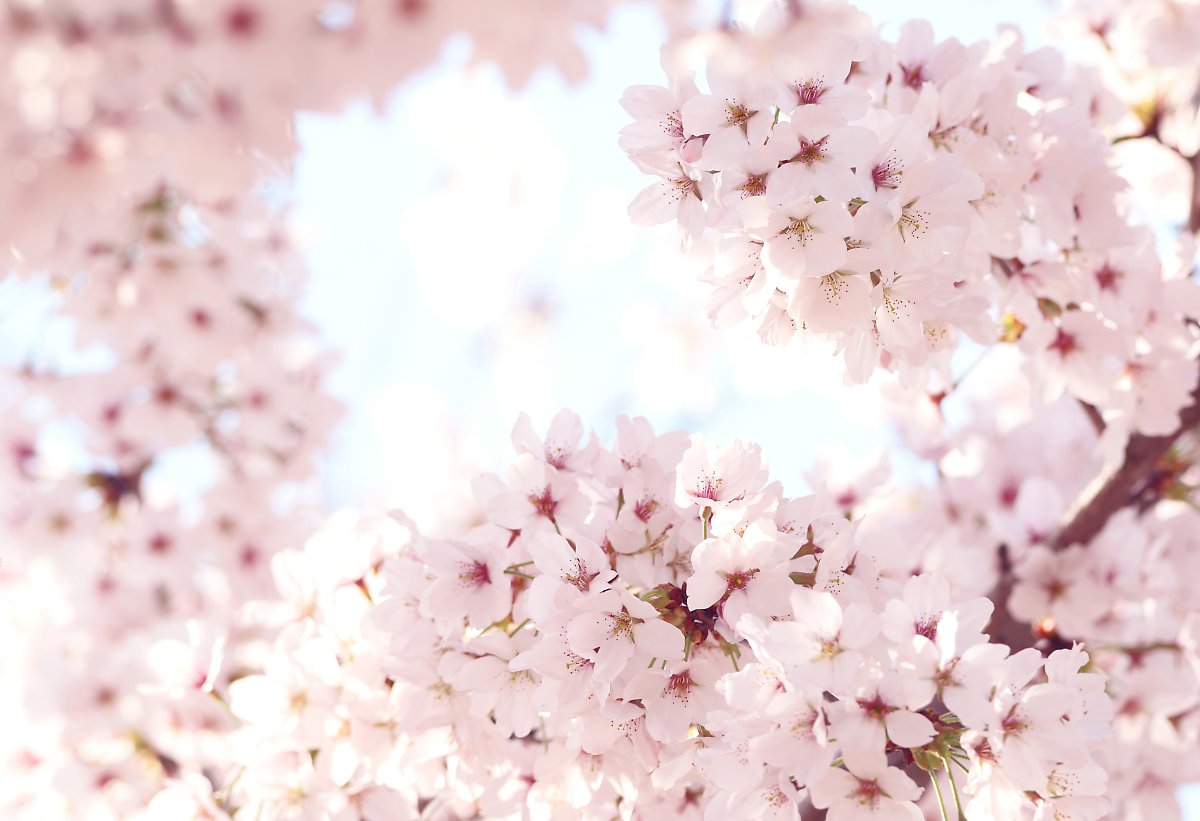 벚꽃 영어로 하면? 벚꽃 관련 영어 표현도 함께 알아보자! : 네이버 포스트