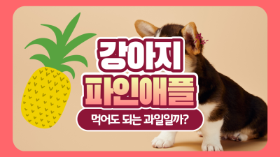 강아지 파인애플 먹어도 되는 과일일까?(f. 주의점)