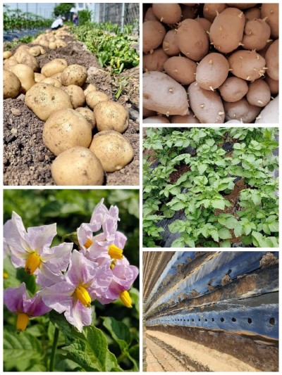감자 키우기 : 싹난 감자심기 재배 씨감자 심는방법 추비 감자잎 꽃따기 순치기 수확시기  : 네이버 포스트