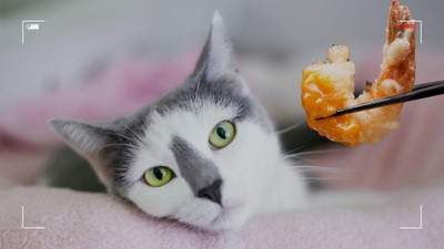 고양이 새우 먹어도 되는 음식일까? 주의사항은?