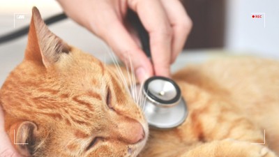 고양이 신부전 증상, 단계별 진단
