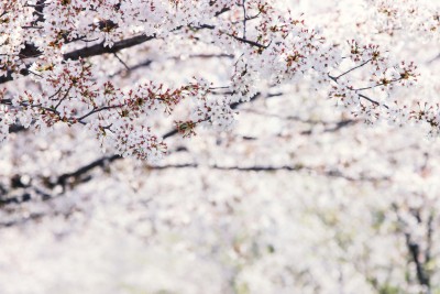 봄철, 꽃가루 알레르기 대처법