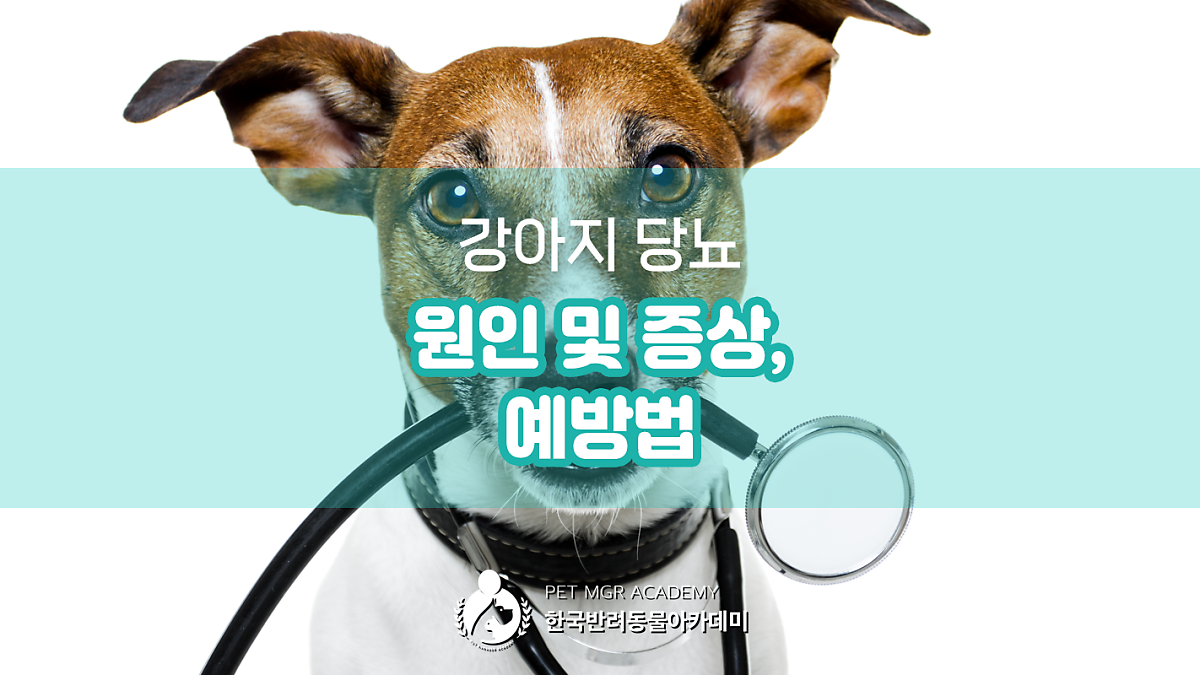 강아지 당뇨 원인 및 증상, 예방법 : 네이버 포스트