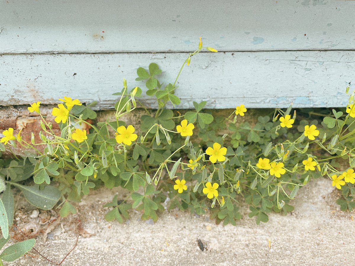 5월 봄에 피는 노란색꽃, 괭이밥 - 산책길 ⑤ : 네이버 포스트