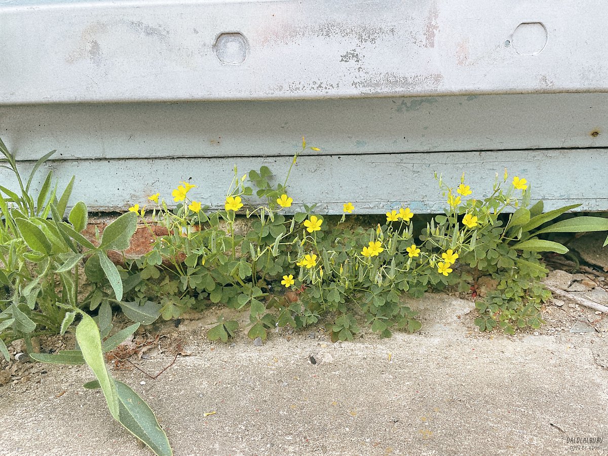 5월 봄에 피는 노란색꽃, 괭이밥 - 산책길 ⑤ : 네이버 포스트