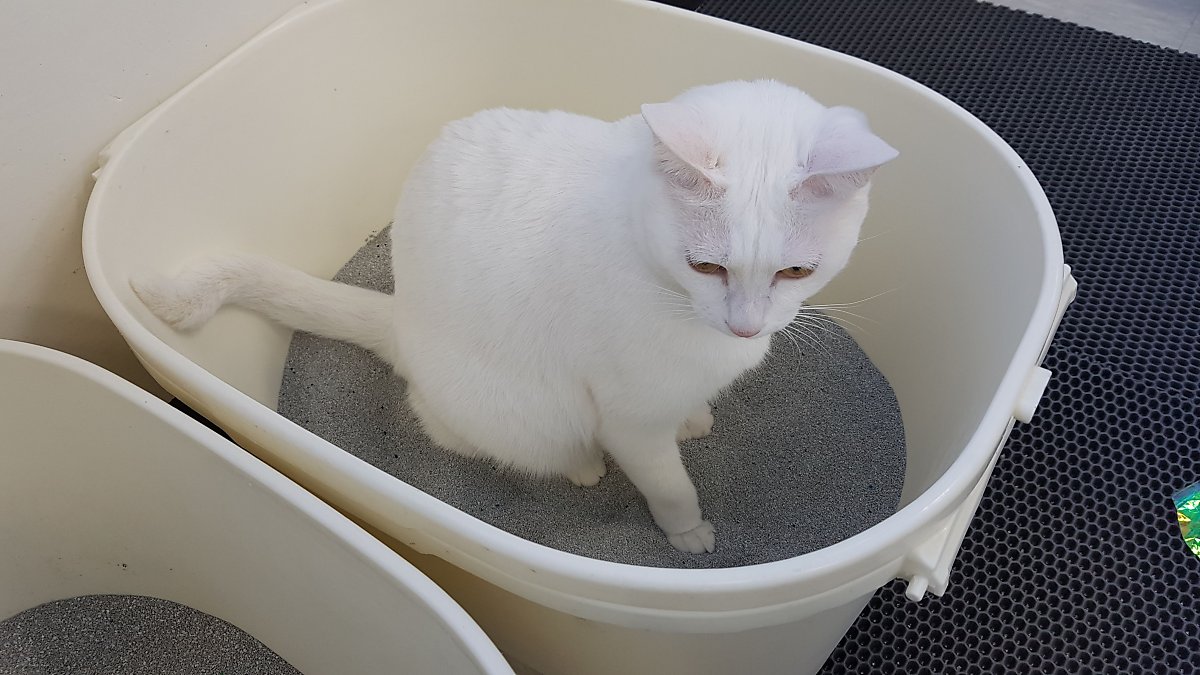 화장실 자주가고 소변양이 줄어들면 고양이 방광염을 의심해야 : 네이버 포스트