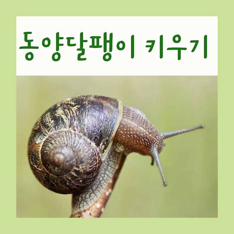 동양달팽이 한국 토종 연체동물, 애완동물 키우기 : 네이버 포스트