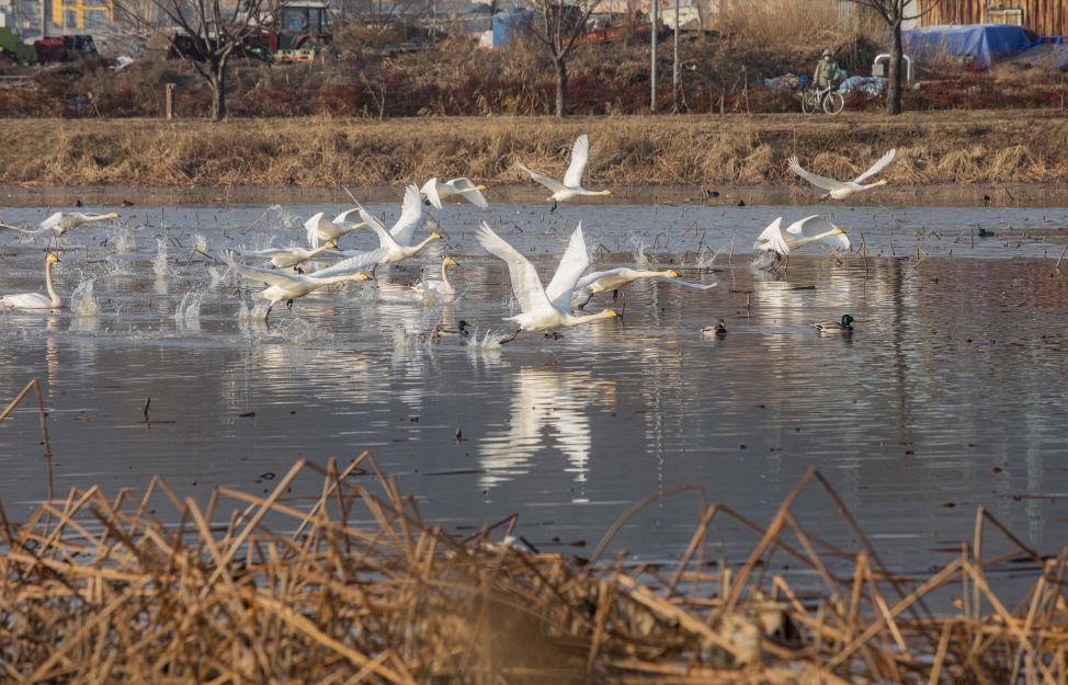 경북 구미 가볼만한곳 지산샛강 백조의 호수