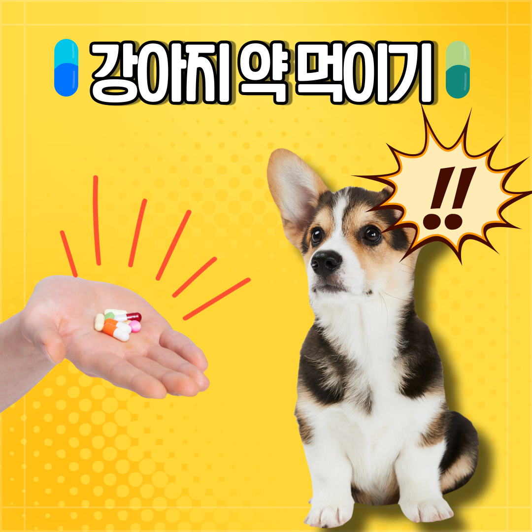 강아지 약 먹이기 쉬운 방법은? : 네이버 포스트