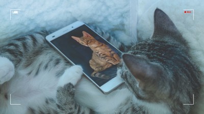 전화기에 강아지 고양이 사진 평균 40장 있어 