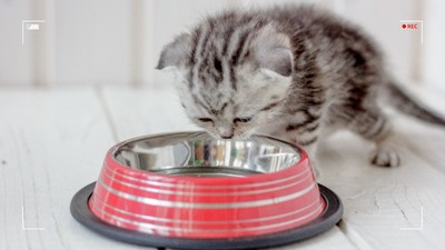 새끼 고양이 이유식 먹이기 (시기 및 횟수)