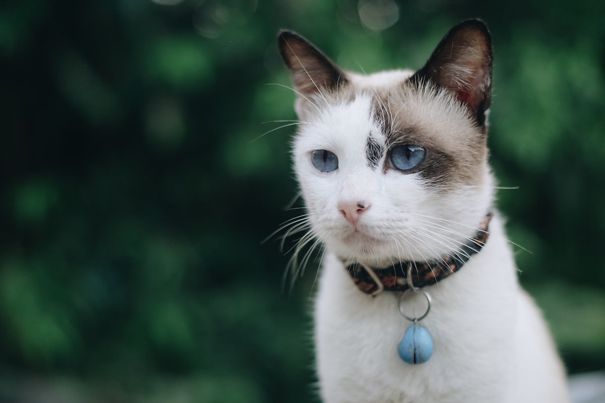 고양이 방울, 고양이 청력에 문제 일으킬 수 있어요! : 네이버 포스트