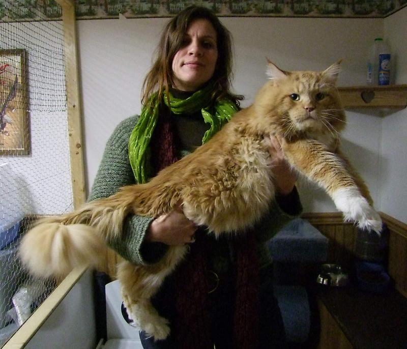 세상에서 가장 큰 고양이, 머리부터 꼬리 길이만 123Cm? : 네이버 포스트