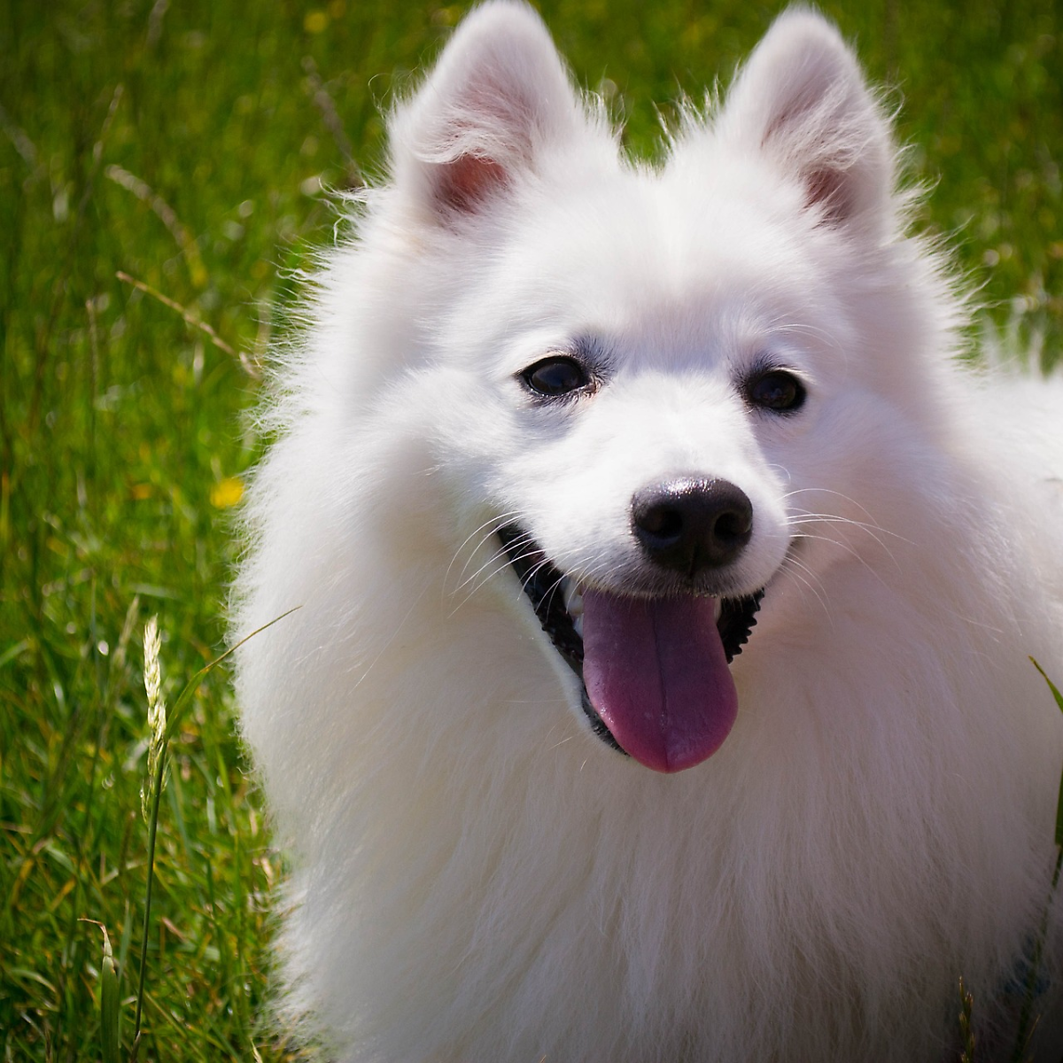 두 눈을 의심하게 만든 염색한 피카츄 강아지 논란. : 네이버 포스트