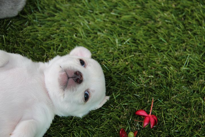 두 눈을 의심하게 만든 염색한 피카츄 강아지 논란. : 네이버 포스트