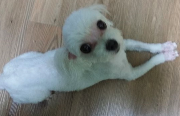"강아지가 택배차에 갇혀있어요!" 오해를 받고 네티즌 들의 사진에 찍혀 SNS에 난리난 강아지, 밝혀진 반전 '진실'에 모두가 까무러치고 말았습니다.