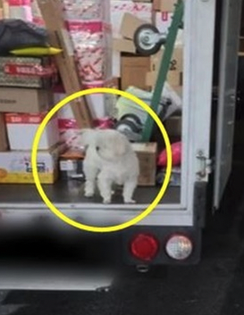 "강아지가 택배차에 갇혀있어요!" 오해를 받고 네티즌 들의 사진에 찍혀 SNS에 난리난 강아지, 밝혀진 반전 '진실'에 모두가 까무러치고 말았습니다.