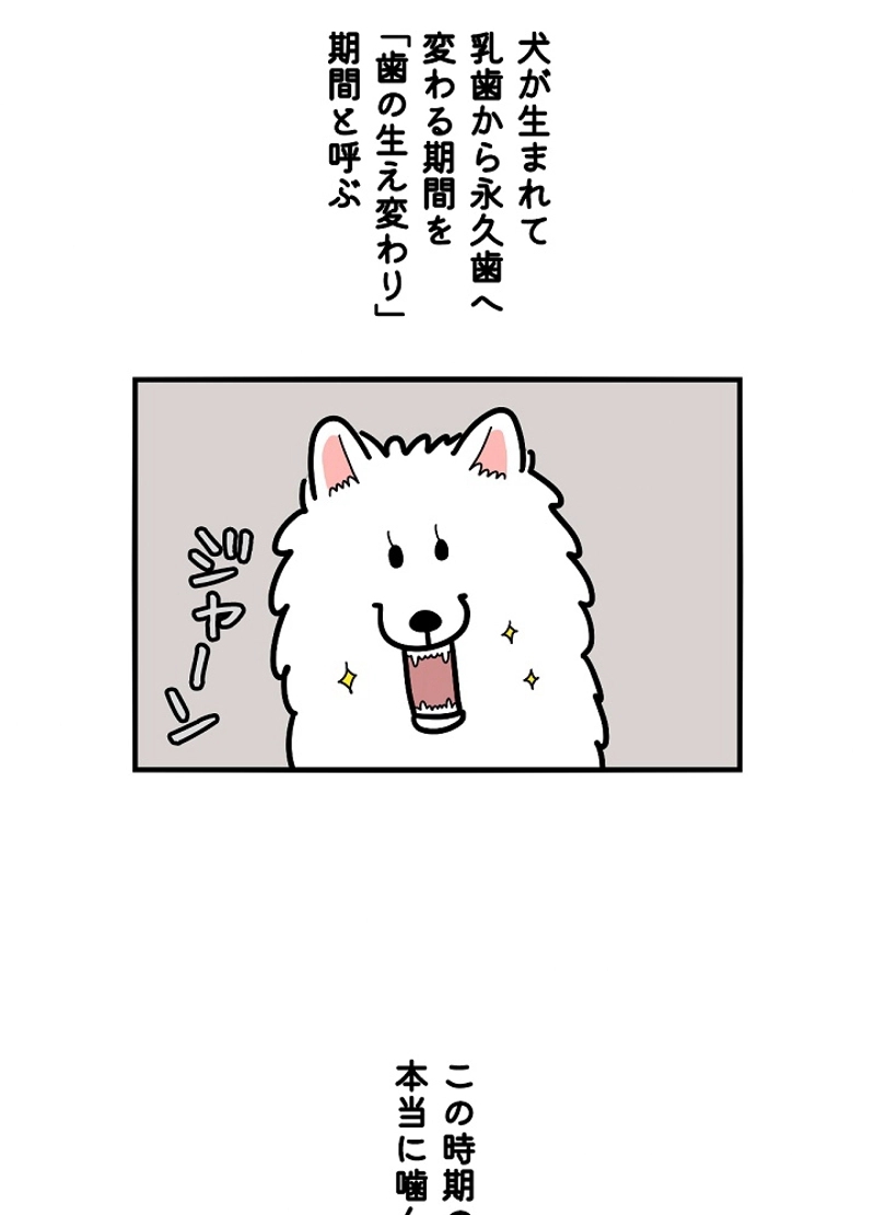 愛犬ソミとの極限ライフ 第22話 - Page 2