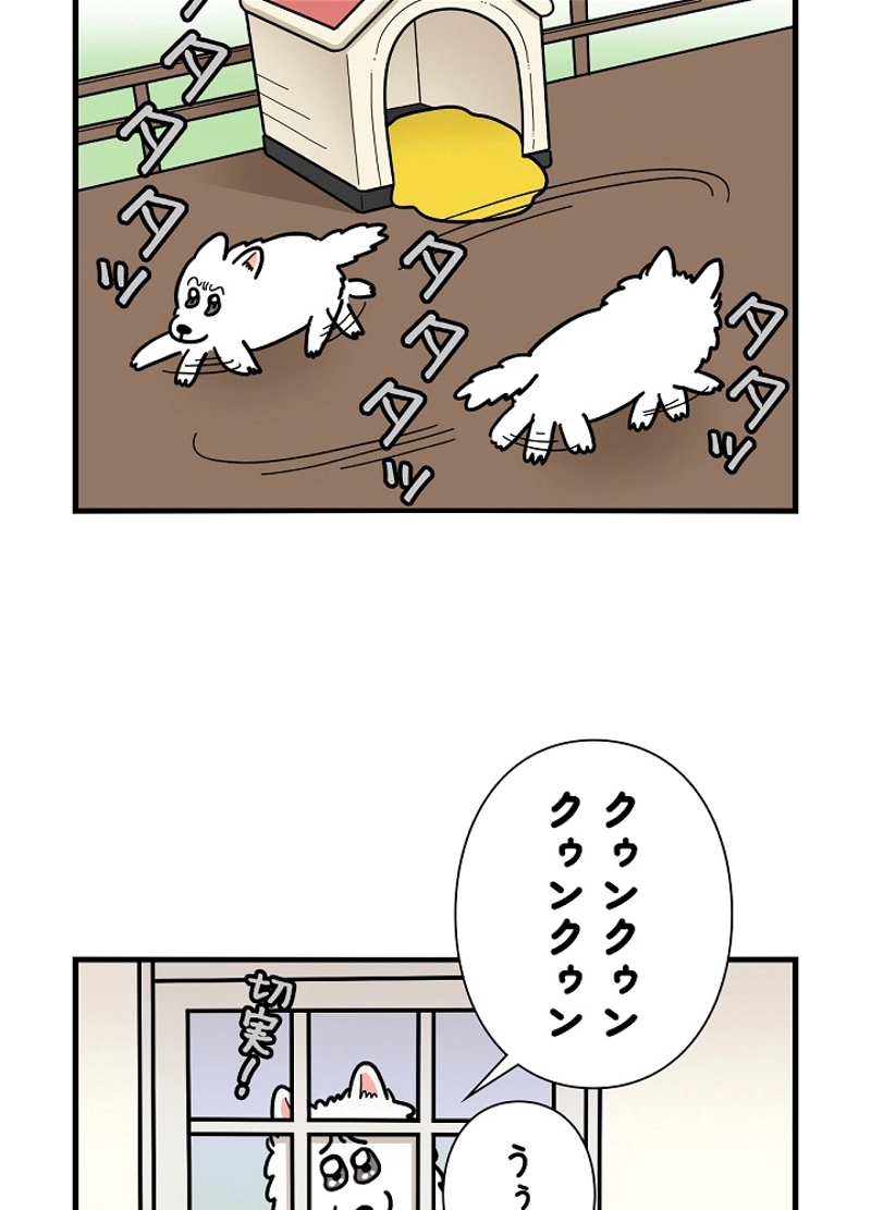 愛犬ソミとの極限ライフ 第27話 - Page 11