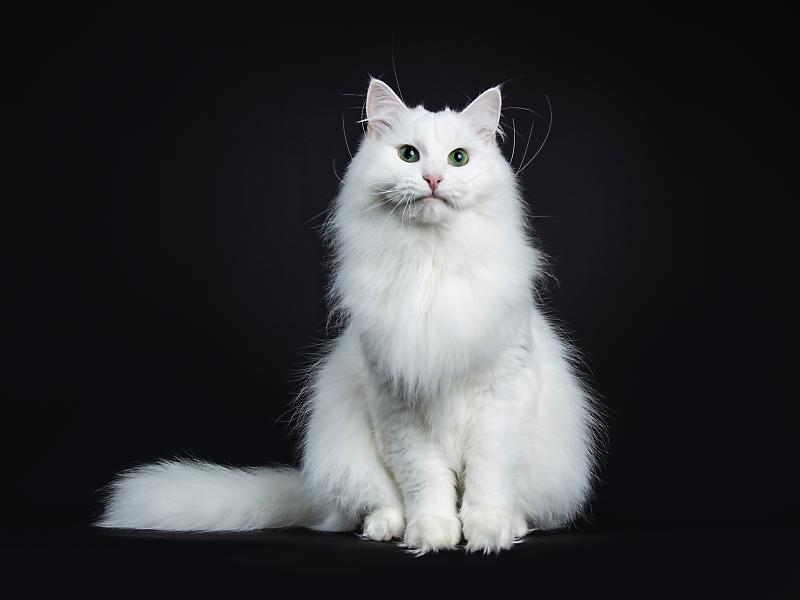 흰 고양이, 전 세계 5% 밖에 안 될 정도로 희귀해 : 네이버 포스트