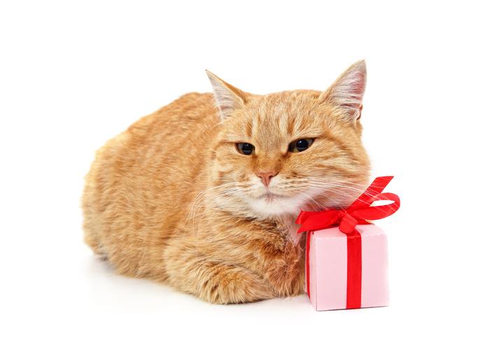 Q. 나에게 선물을 주다니 감동이야ㅠㅠ고양이가 보은을 하는 이유는? : 네이버 포스트