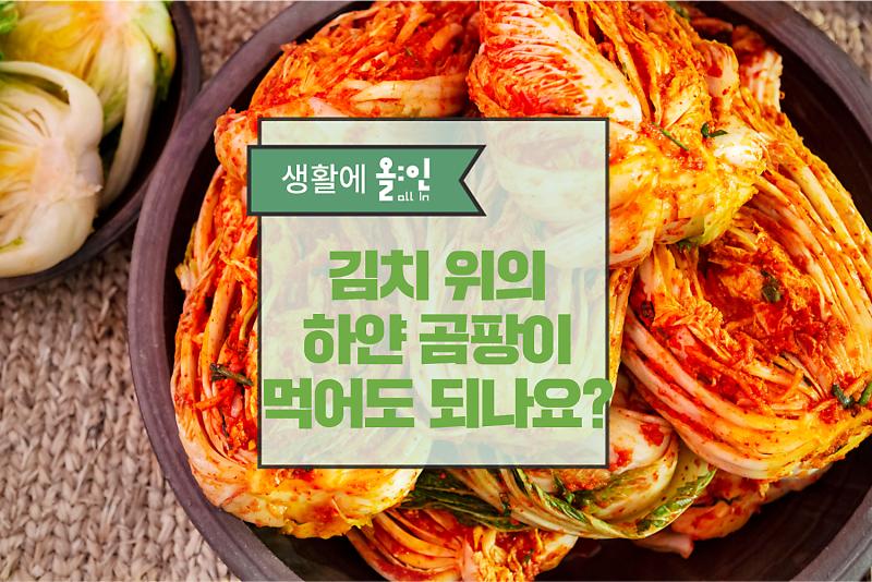 김치 위의 하얀 곰팡이, 먹어도 되나요? 이유와 대처 방법! : 네이버 포스트