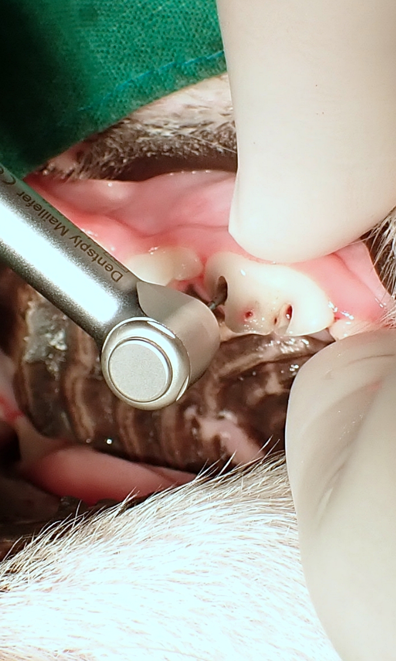 강아지, 고양이의 
치아 골절과 
보존치료 (근관치료)