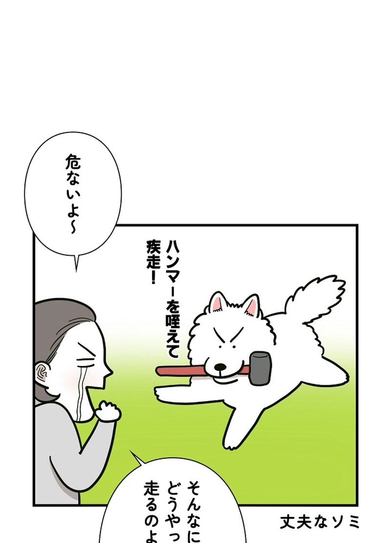 愛犬ソミとの極限ライフ 第36話 - Page 24