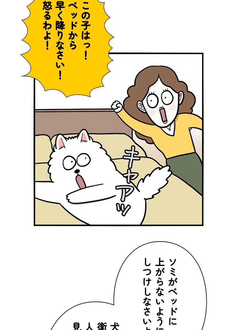 愛犬ソミとの極限ライフ 第38話 - Page 33