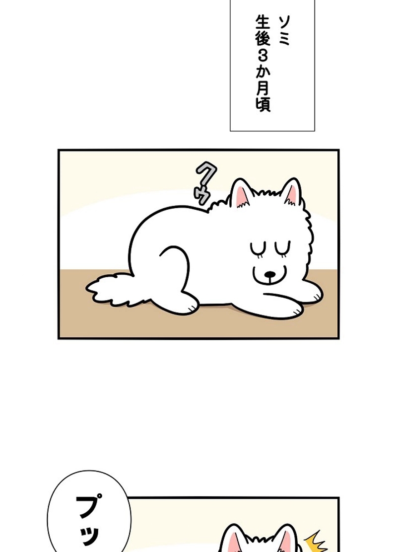 愛犬ソミとの極限ライフ 第38話 - Page 2