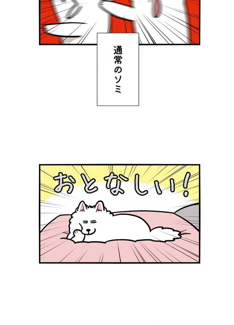 愛犬ソミとの極限ライフ 第38話 - Page 41
