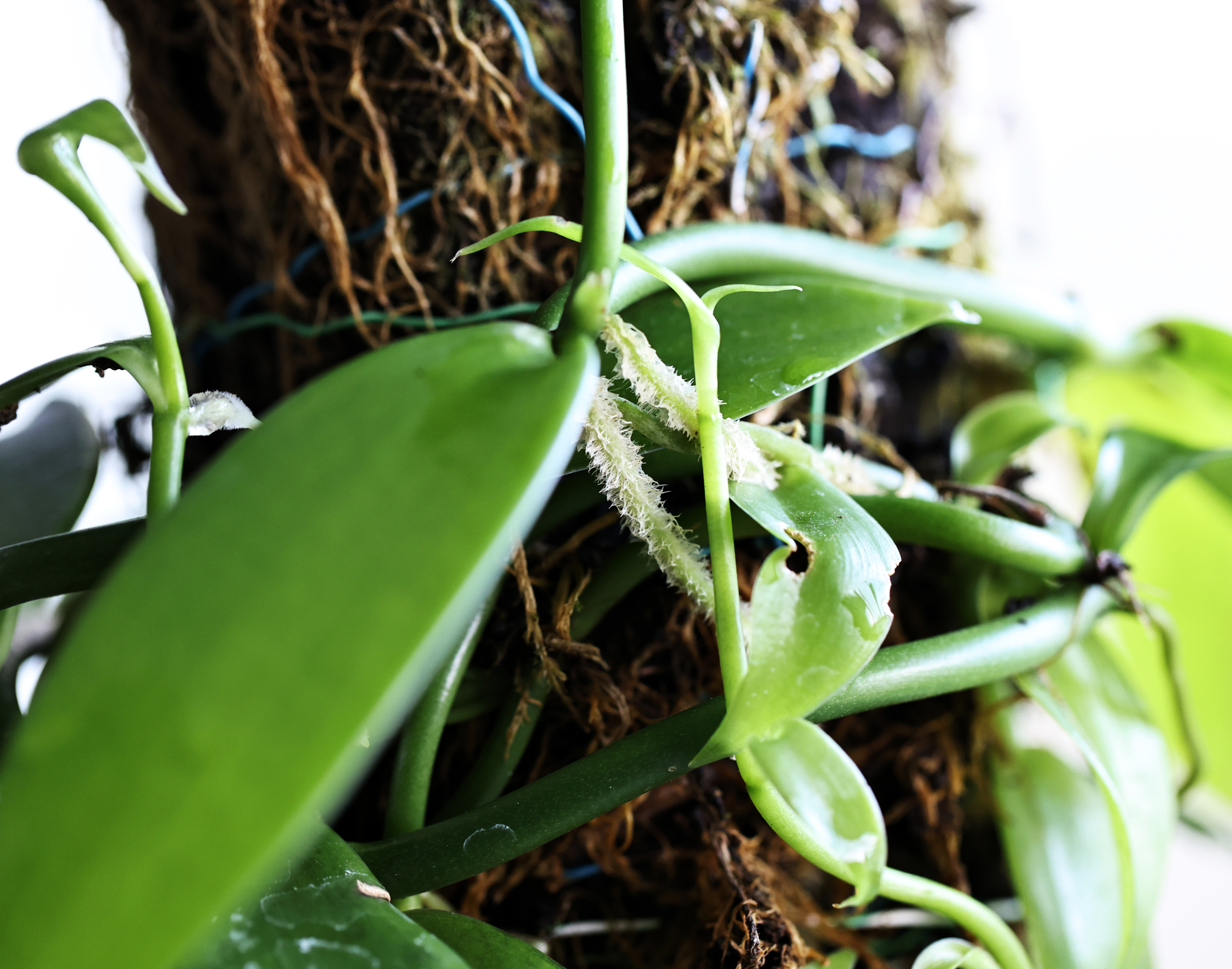 바닐라 플래니폴리아(Vanilla planifolia)
