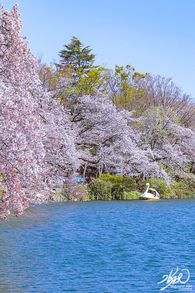 2024 도쿄 벚꽃 개화시기와 벚꽃 명소